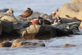 Harlequin Duck & x28;Histrionicus histrionicus& x29; Iceland