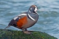 Harlequin Duck