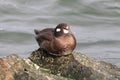 Harlequin Duck on top of the world