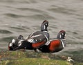 Harlequin Ducks all along the rock tower