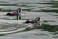 Harlequin Ducks on Green Water