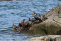 Harlequin ducks Histrionicus histrionicus flock swimming in sea water and sitting on coastal rocks. Group of wild ducks in natur Royalty Free Stock Photo