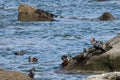 Harlequin ducks Histrionicus histrionicus flock swimming in sea water and sitting on coastal rocks. Group of wild ducks in natur Royalty Free Stock Photo