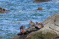 Harlequin ducks Histrionicus histrionicus flock swimming in sea water and sitting on coastal rocks. Group of wild ducks in natur Royalty Free Stock Photo