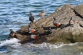 Harlequin ducks Histrionicus histrionicus sitting on coastal rocks closeup. Group of wild ducks in natural habitat.