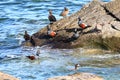 Harlequin ducks Histrionicus histrionicus sitting on coastal rocks and swimming in transparent sea water closeup. Group of wild