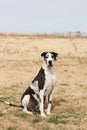 Harlequin female Great Dane dog sitting in field