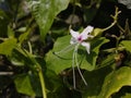 Harlequin glorybower is blooming on a beautiful spring day. The time is 21 March, the place is Bangladesh