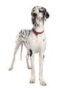 Harlequin Great Dane (3 years old) Royalty Free Stock Photo