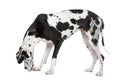 Harlequin Great Dane (4 years) Royalty Free Stock Photo