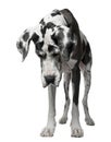 Harlequin Great Dane, 5 years old, standing Royalty Free Stock Photo