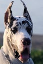 Harlequin great dane