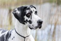 Harlequin Great Dane dog Royalty Free Stock Photo