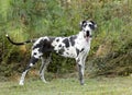 Harlequin Great Dane dog