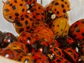 Harlequin ladybeetles Royalty Free Stock Photo