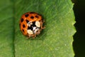 Harlequin Ladybird - Insect Macro Royalty Free Stock Photo