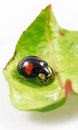 Harlequin ladybird Royalty Free Stock Photo