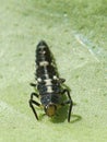 Harlequin Ladybird Larva Royalty Free Stock Photo