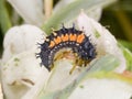 Harlequin Ladybird Larva Royalty Free Stock Photo