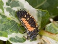 Harlequin Ladybird Larva Royalty Free Stock Photo