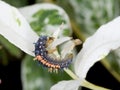 Harlequin Ladybird Larva Royalty Free Stock Photo