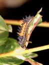 Harlequin Ladybird Larva Royalty Free Stock Photo