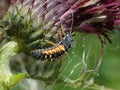 Harlequin Ladybird Larva on a thistle Royalty Free Stock Photo