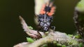 Harlequin ladybird larvae feasting on aphid greenfly