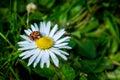 Harlequin ladybird sitting on a daisy flower surrounded by green grass and leaves, a non-native invasive species Royalty Free Stock Photo