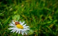 Harlequin ladybird sitting on a daisy flower surrounded by green grass and leaves, a non-native invasive species Royalty Free Stock Photo