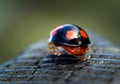 Harlequin ladybird walking away