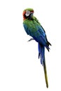 Harlequin macaw, beautiful green blue and red hybrid parrot with excellent bright colorful feathers from head to tail isolated on Royalty Free Stock Photo