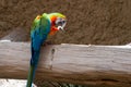 Harlequin Macaw close up on log showing off beautiful vibrant colors. Hybrid species Royalty Free Stock Photo