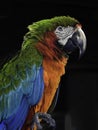 Harlequin Macaw Portrait