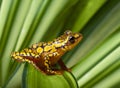 Harlequin poison dart frog