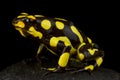Harlequin poison-dart frog Oophaga histrionica Royalty Free Stock Photo