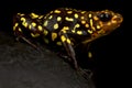 Harlequin poison-dart frog Oophaga histrionica