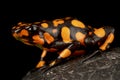 Harlequin poison-dart frog Oophaga histrionica