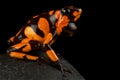 Harlequin poison-dart frog Oophaga histrionica