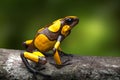 Harlequin poison dart frog, Oophaga histrionica