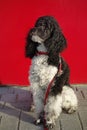 Harlequin poodle