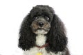 Harlequin Poodle looks confidently at the photographer