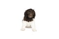 Harlequin Poodle puppy with brown and white fur isolated on a white background