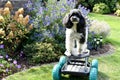 Harlequin poodle tries to ride on a rolling stool