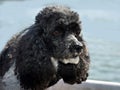 Harlequin poodle watches attentively his surrounding