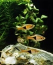 Harlequin Rasbora, rasbora heteromorpha Royalty Free Stock Photo