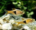 Harlequin Rasbora, rasbora heteromorpha Royalty Free Stock Photo