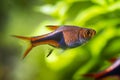 Harlequin rasbora, popular dwarf pet in nature planted aquarium, bright light design with blurred vegetation Royalty Free Stock Photo