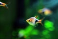 Harlequin rasbora freshwater fish - Trigonostigma heteromorpha Royalty Free Stock Photo