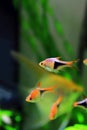 Harlequin rasbora freshwater fish - Trigonostigma heteromorpha Royalty Free Stock Photo